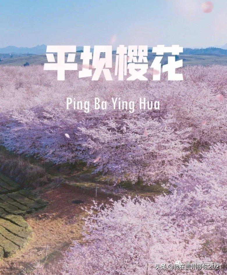小猫钓鱼正版下载中文版